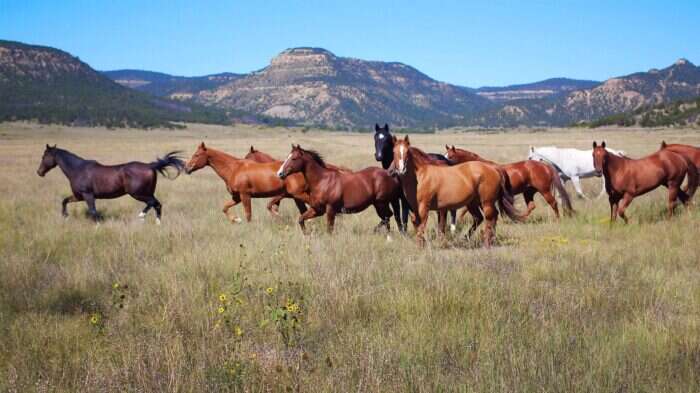 Wild horses on the land at Vermejo a Ted Turner Reserve