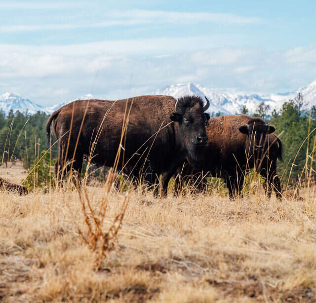 Bison on Ted Turner Reserves land with mountain background