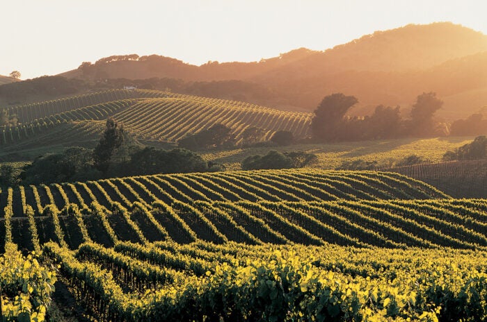 elusa winery and vineyard