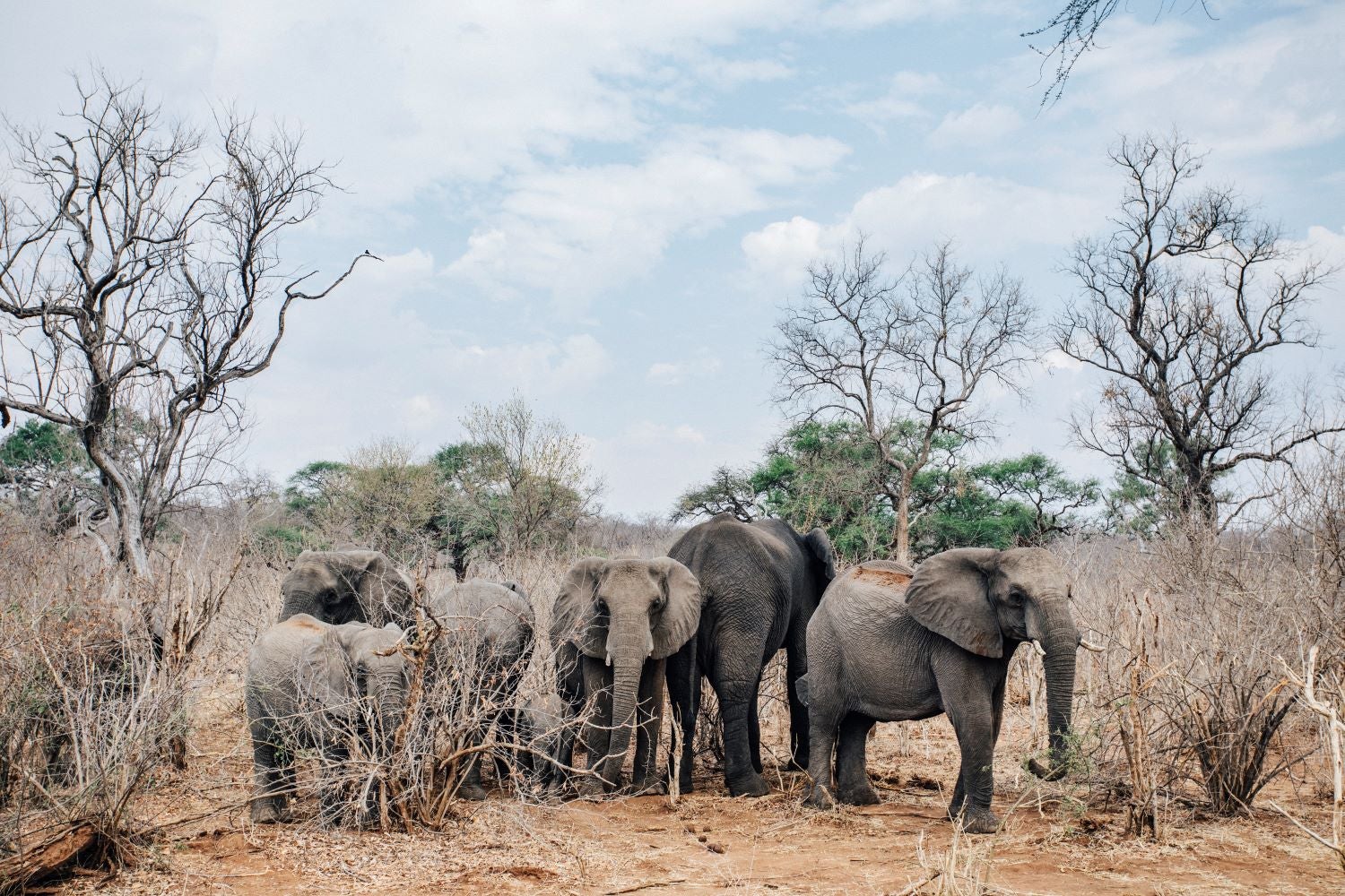 Elephants Matetsi Victoria Falls