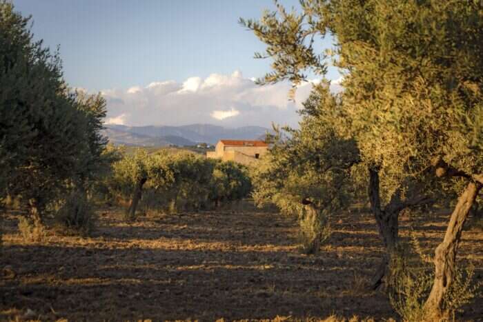 Irene Forte Skincare organic farm in Sicily 