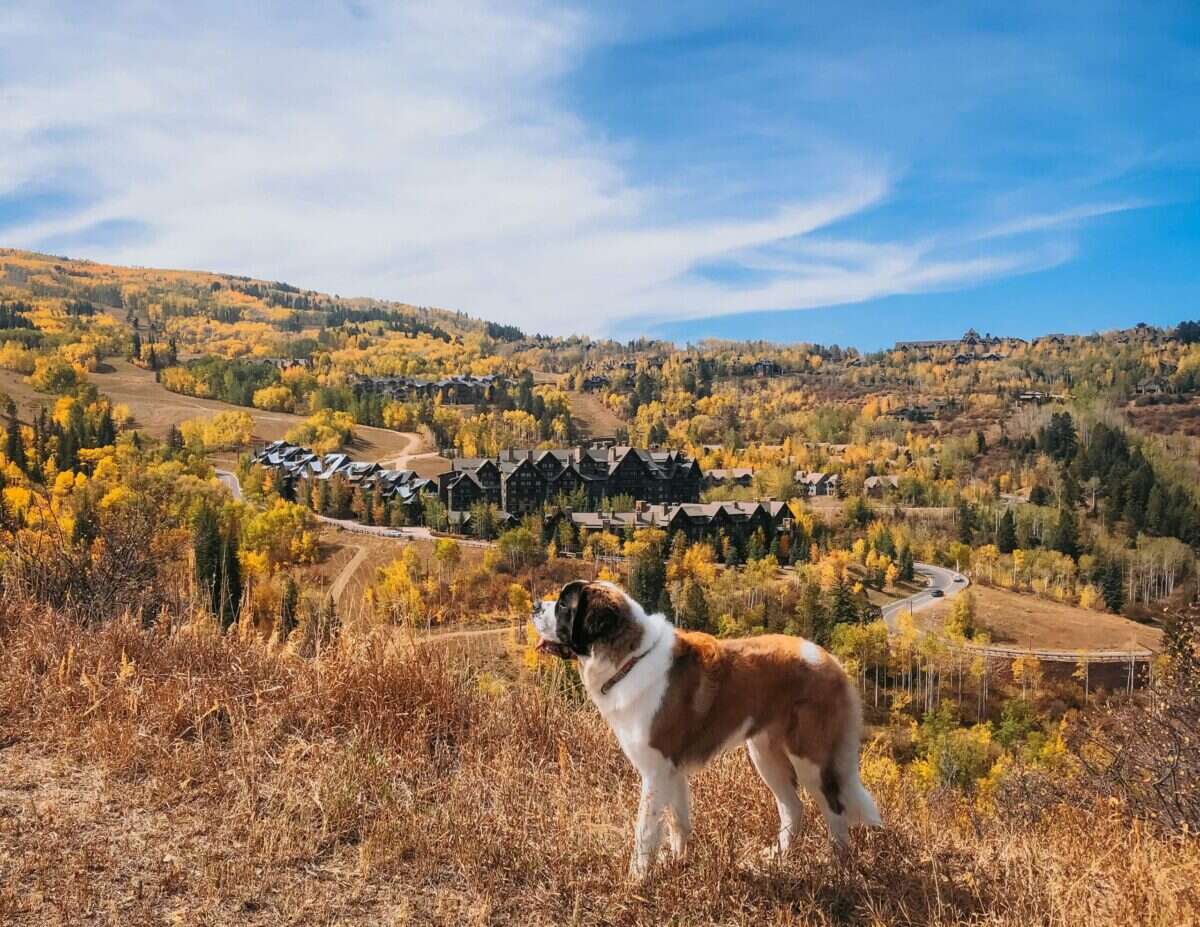 37 Best Dog-Friendly Luxury Hotels in the U.S.