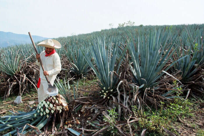 man working in agave field