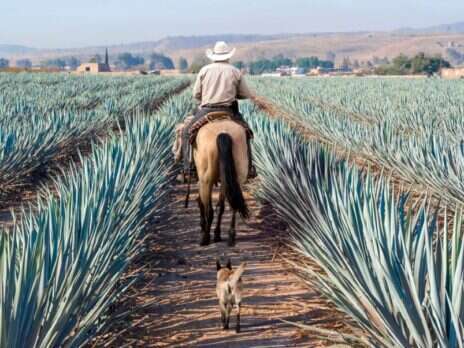 The Most Exclusive Tequila Tastings in Mexico
