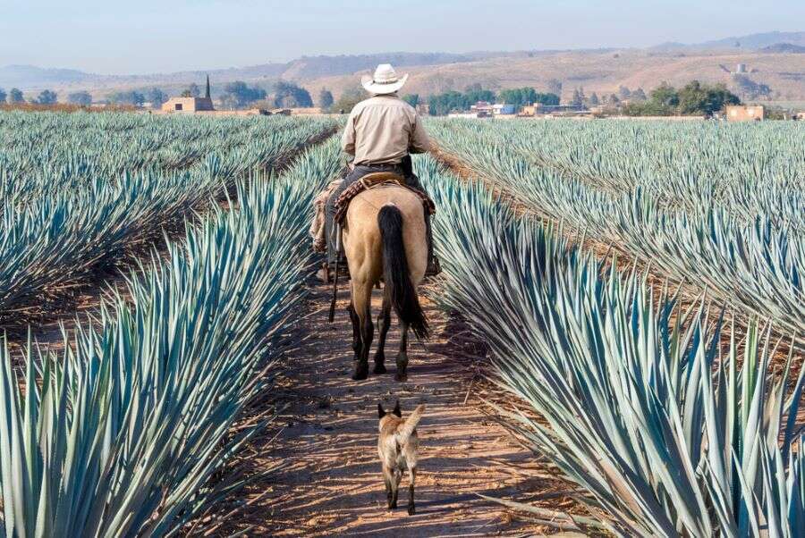 Agave fields