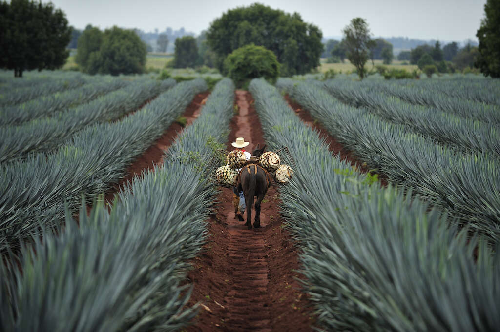 agave field, Jalisco