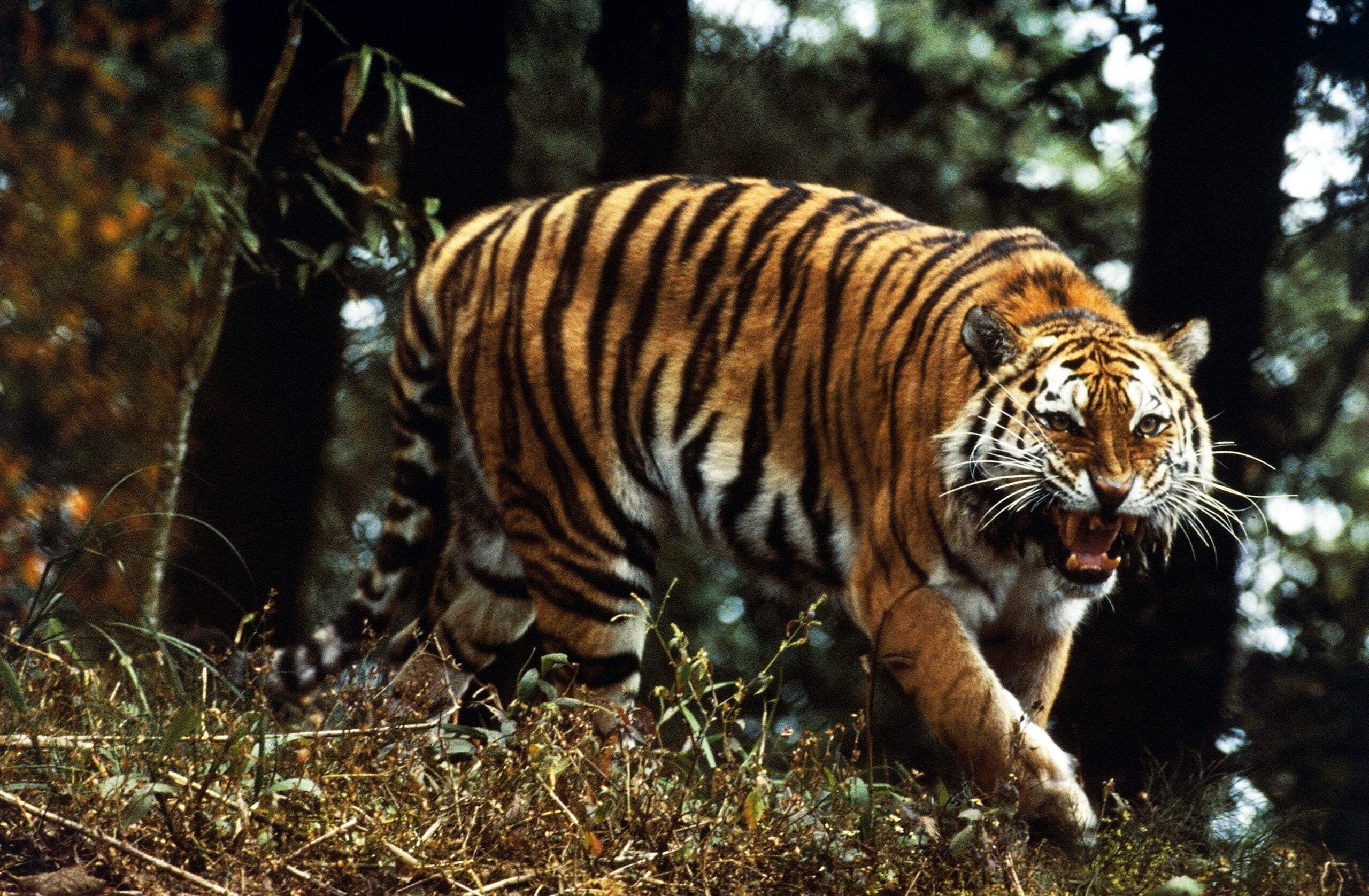 wild tiger in india