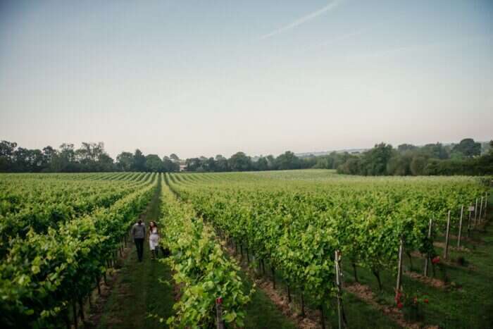 gusbourne vineyards