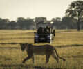 Wilderness Safaris and Panthera Join Forces on New Safari