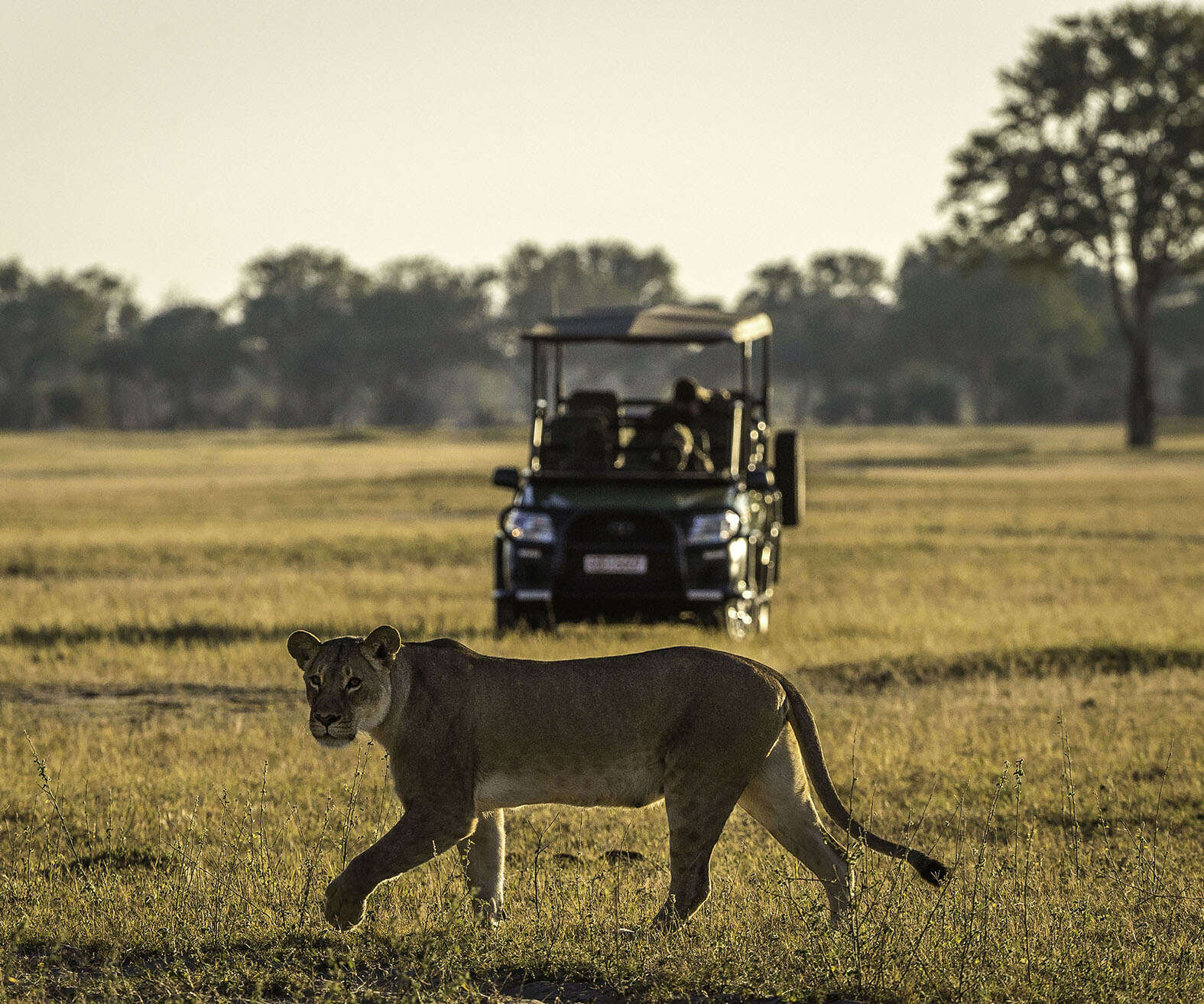 lion in front of safari truck