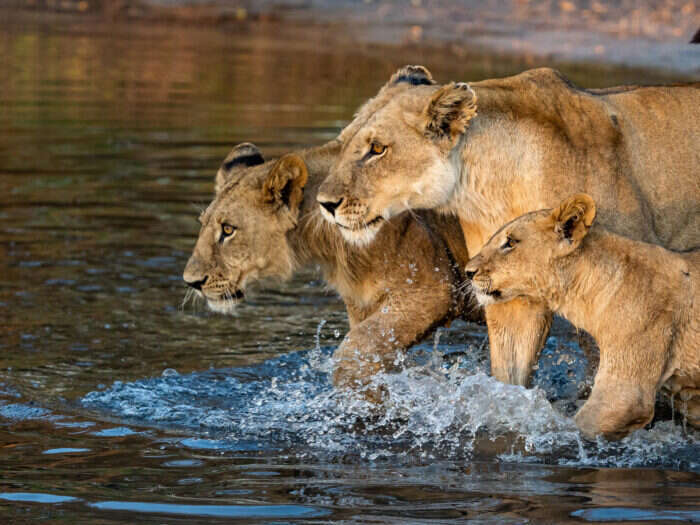 lions in okavango delta