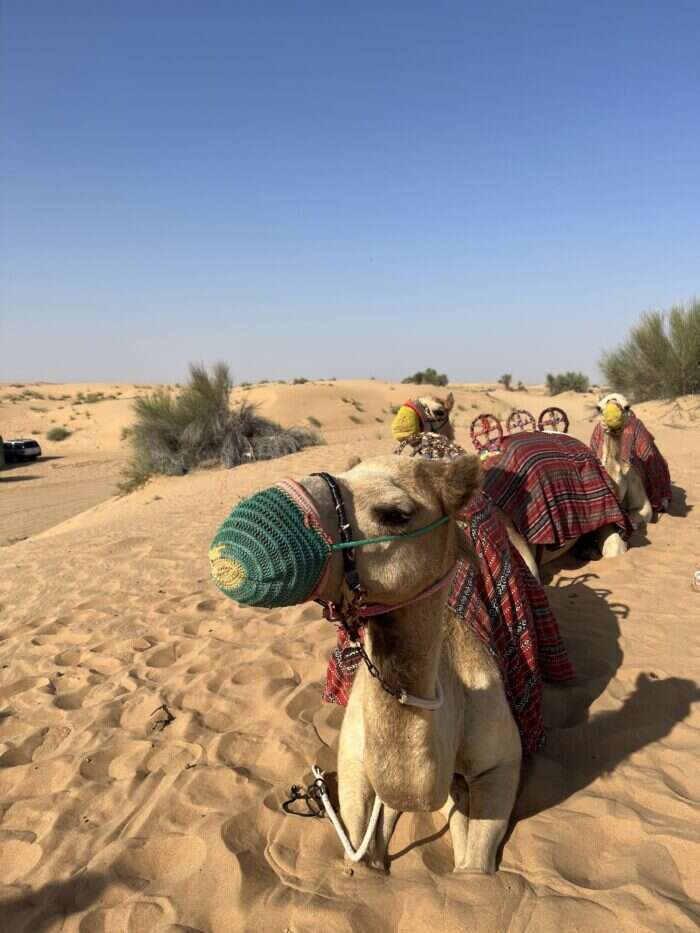 Camels in the desert, Dubai travel guide
