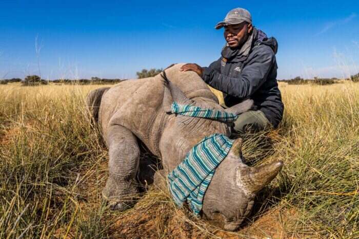 Rhino conservation at Tswalu reserve