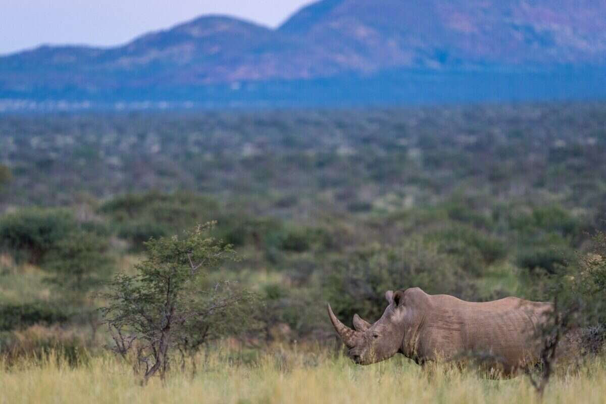 Rhino at Tswalu Reserve