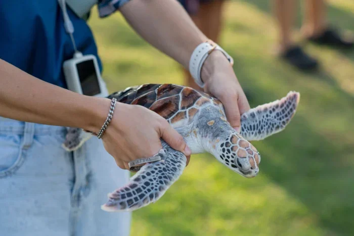 Turtle conservation program Anantara Hotels & Resorts