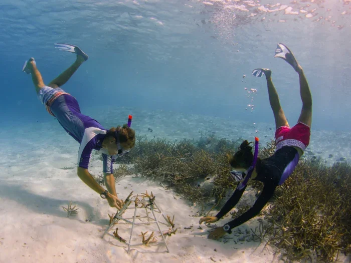 Anantara coral conservation