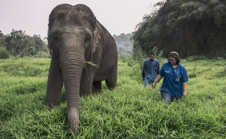 Elephant conservation Anantara Chiang Rai