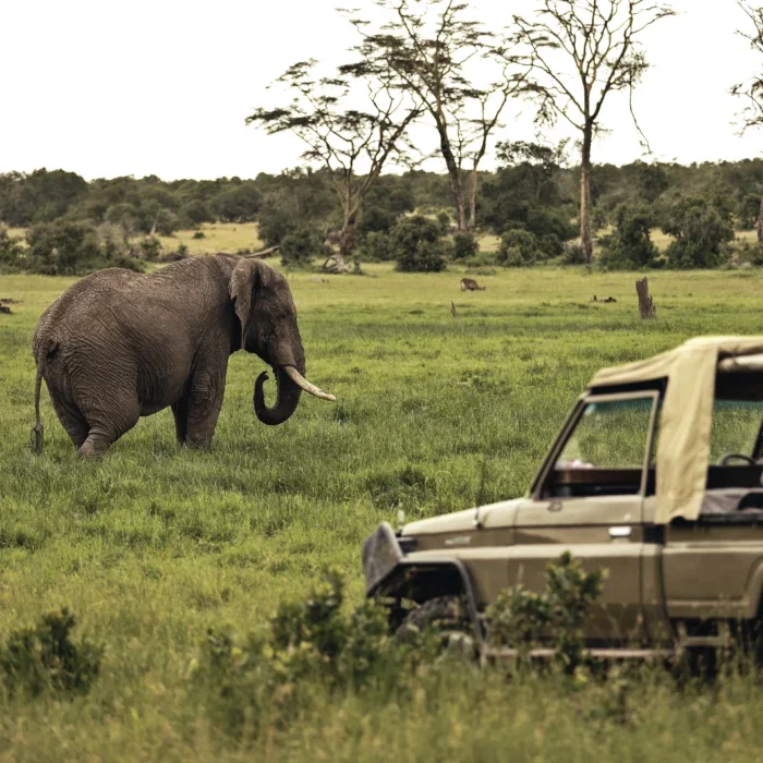 Elephant Africa safari