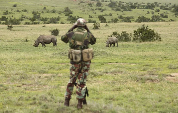 Endangered Black Rhino protection