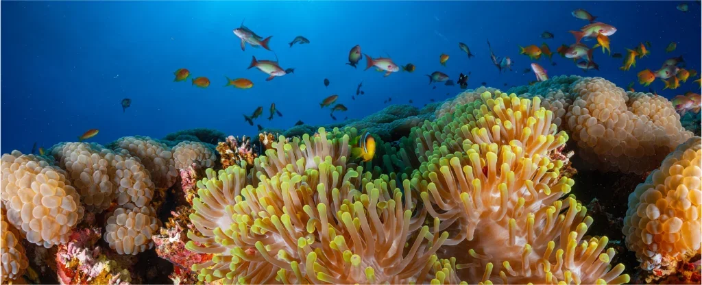 Ocean Coral reef