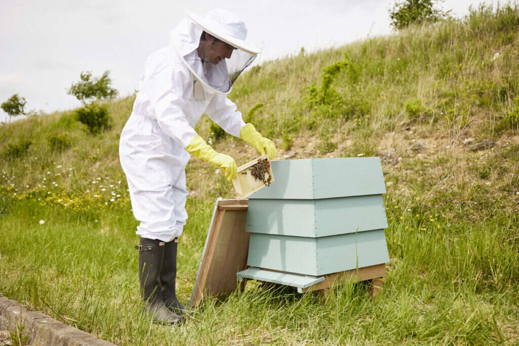 Aston Martin Gaydon Beekeeper