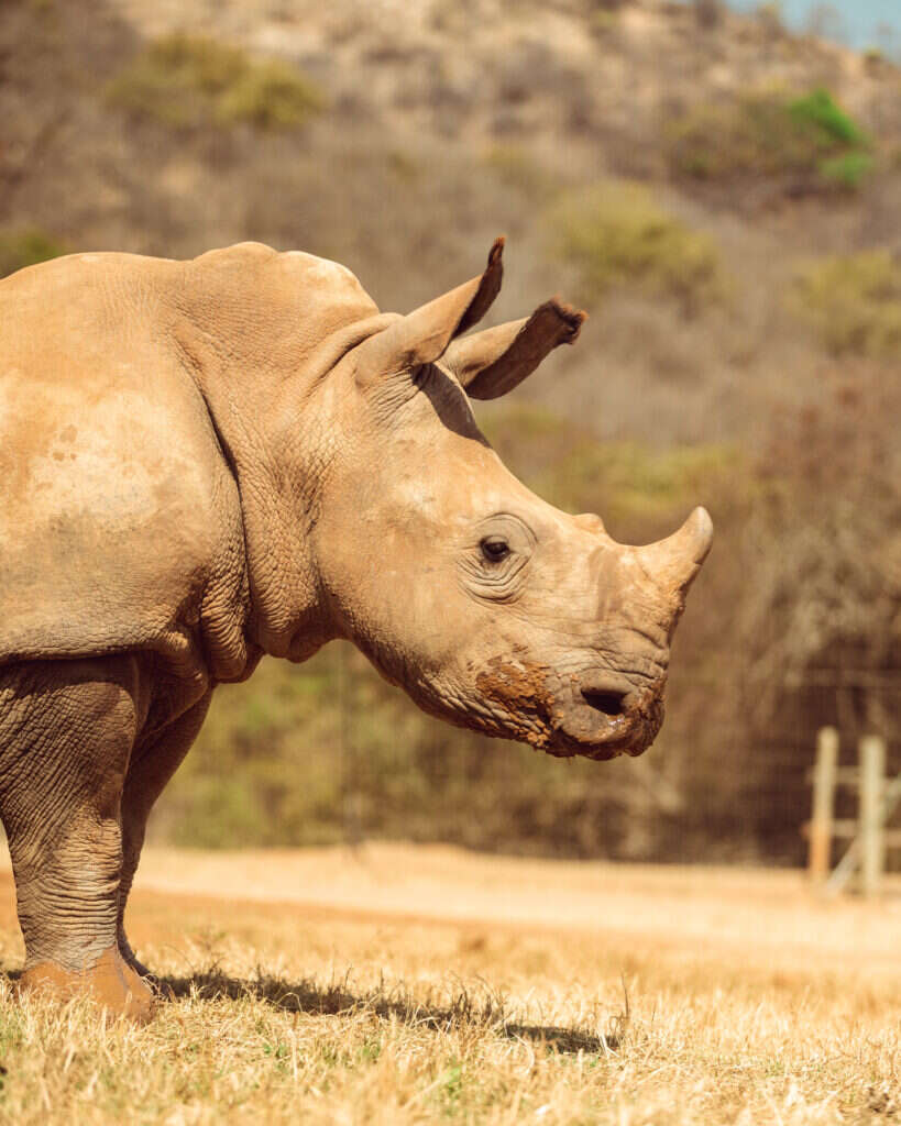 rhino in wildness