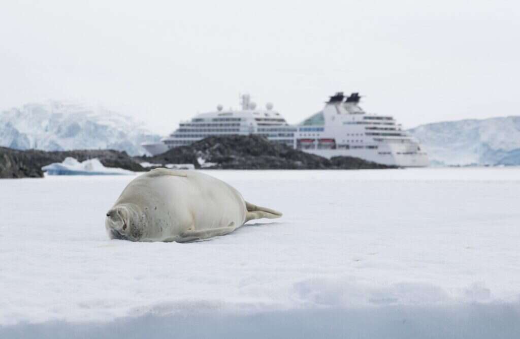 seabourn cruise ship and seal in arctic