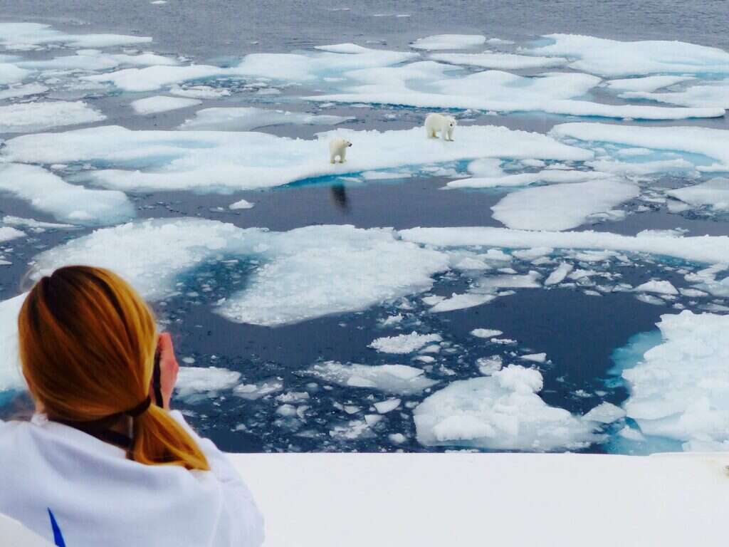 polar bears on abercrombie and kent arctic cruise