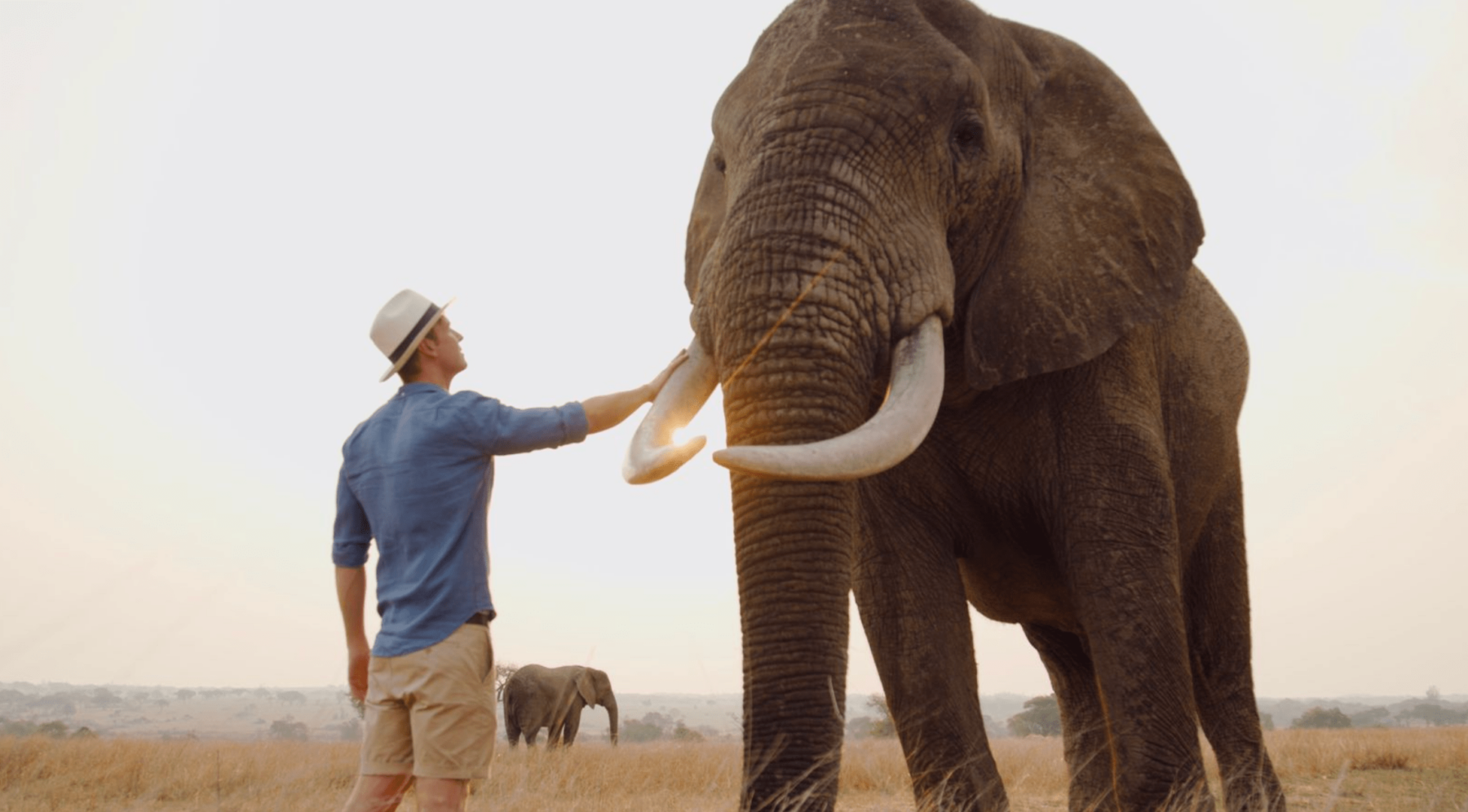 David Filer Previews Life-sized Elephant Series in London
