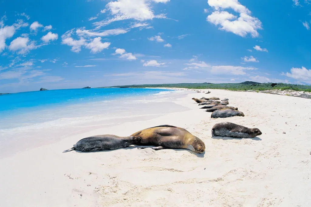 Sea lions on the beach Galapagos Islands