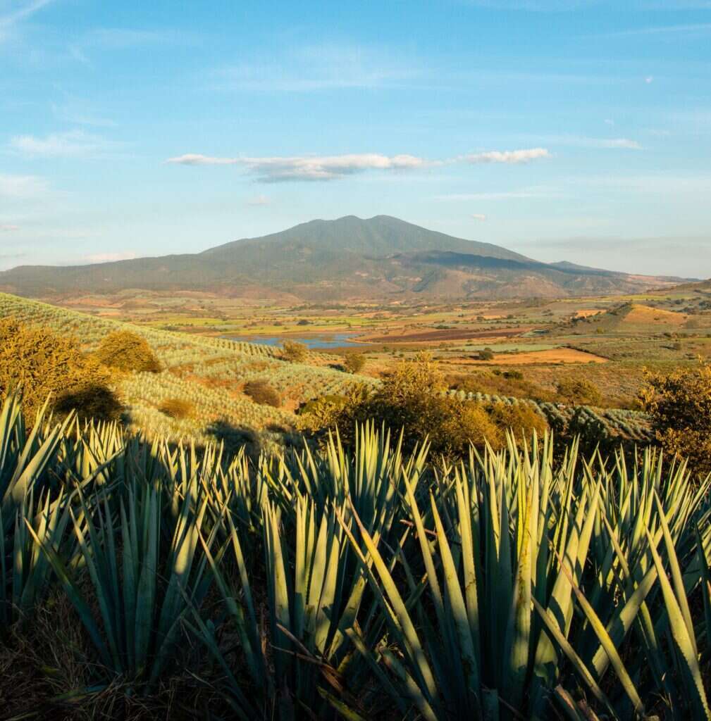 A New Era Of Tequila - Julien Morel about Volcán de mi Tierra 