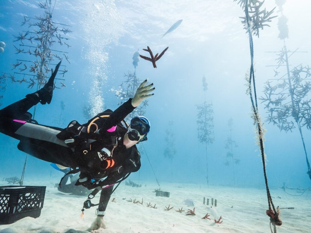 scuba diver in coral reefs