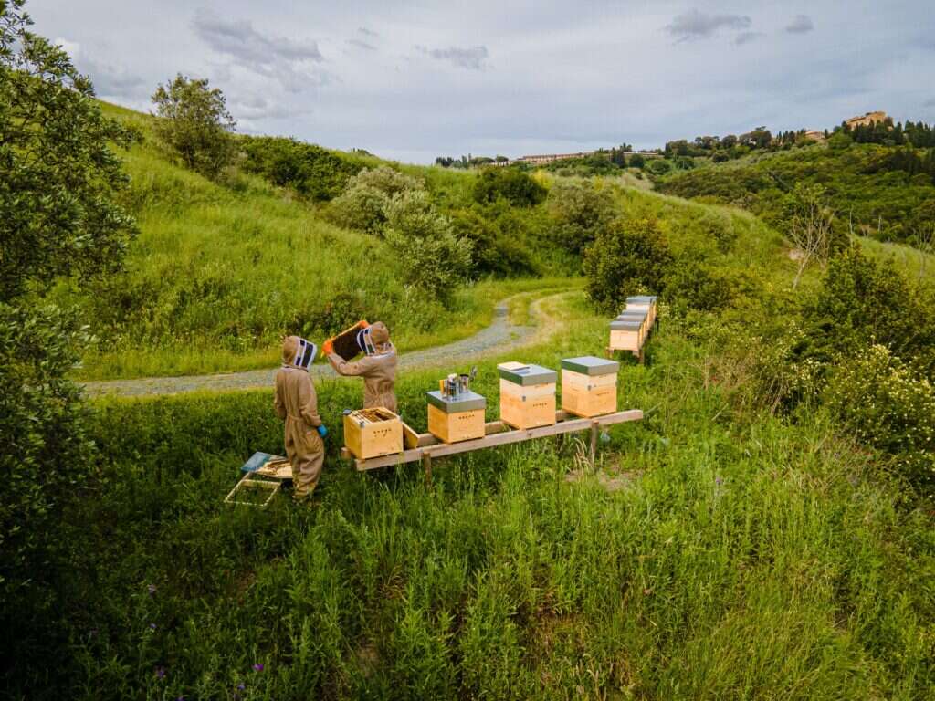beekeeping experience at castelfalfi