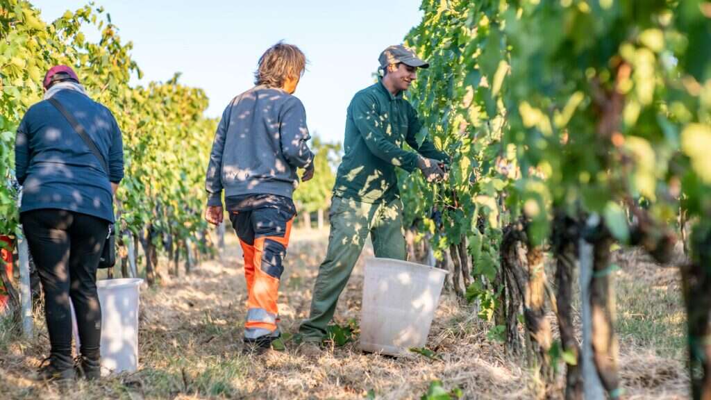 grape picking at castelfalfi