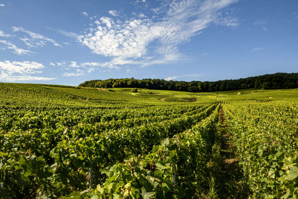 Laurent Perrier vineyard