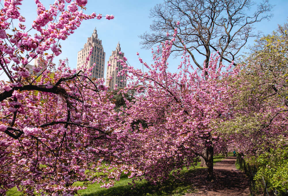 Central Park New York Spring