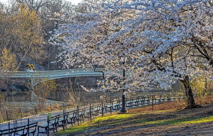 Bow Bridge in Central Park, New York, with blossoming cherry trees