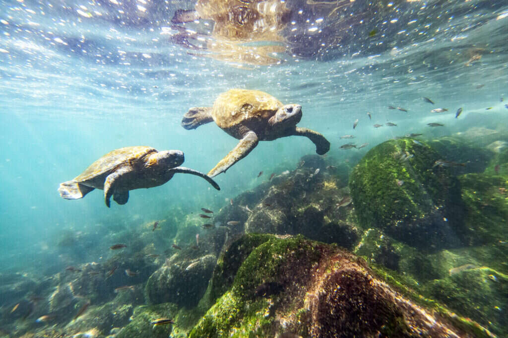 Swimming with turtles