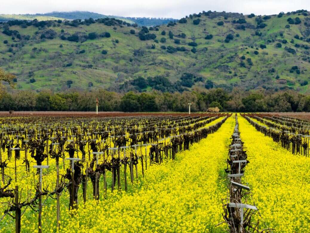 Napa Valley The Sustainable Wine Harvest