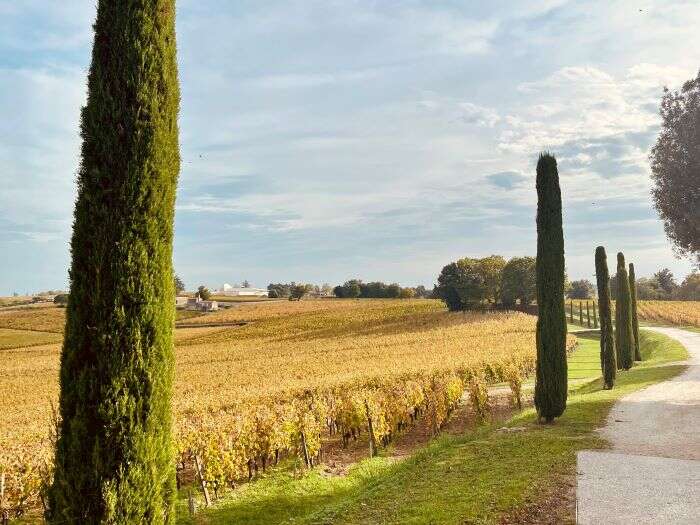 Poplar trees Château Quintus