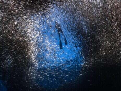 See the Sardine Run in South Africa