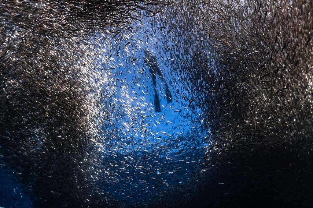 sardine run