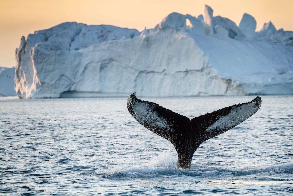 humpback whalts