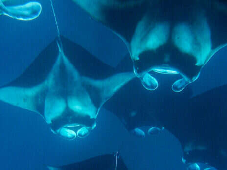 A Spontaneous Swim with Majestic Manta Rays