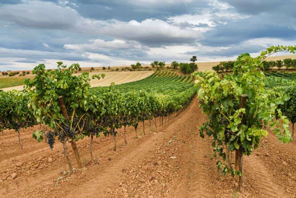 Ribera del Duero old vine