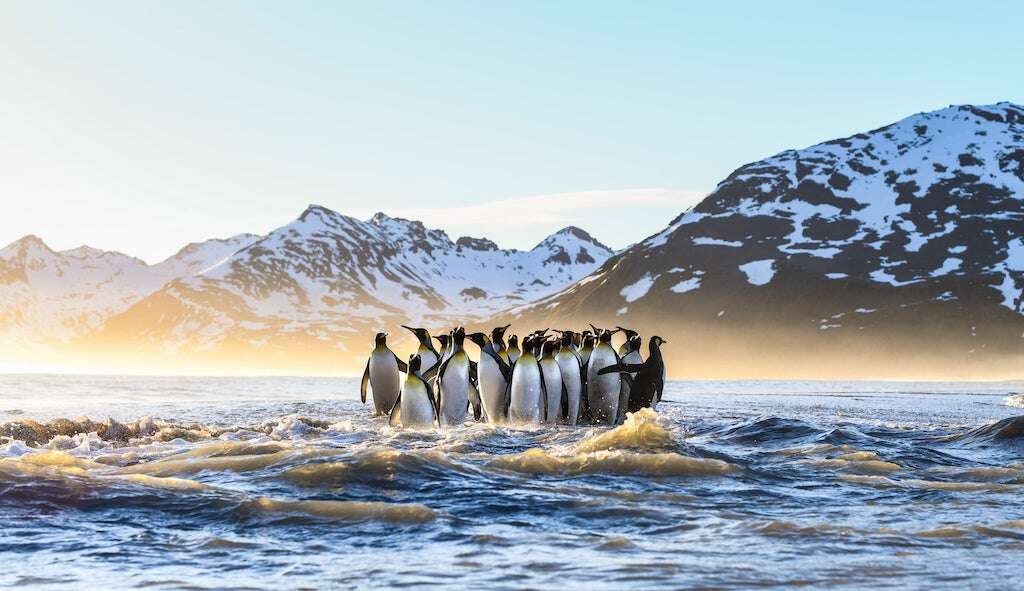 Emperor penguins in Antarctica