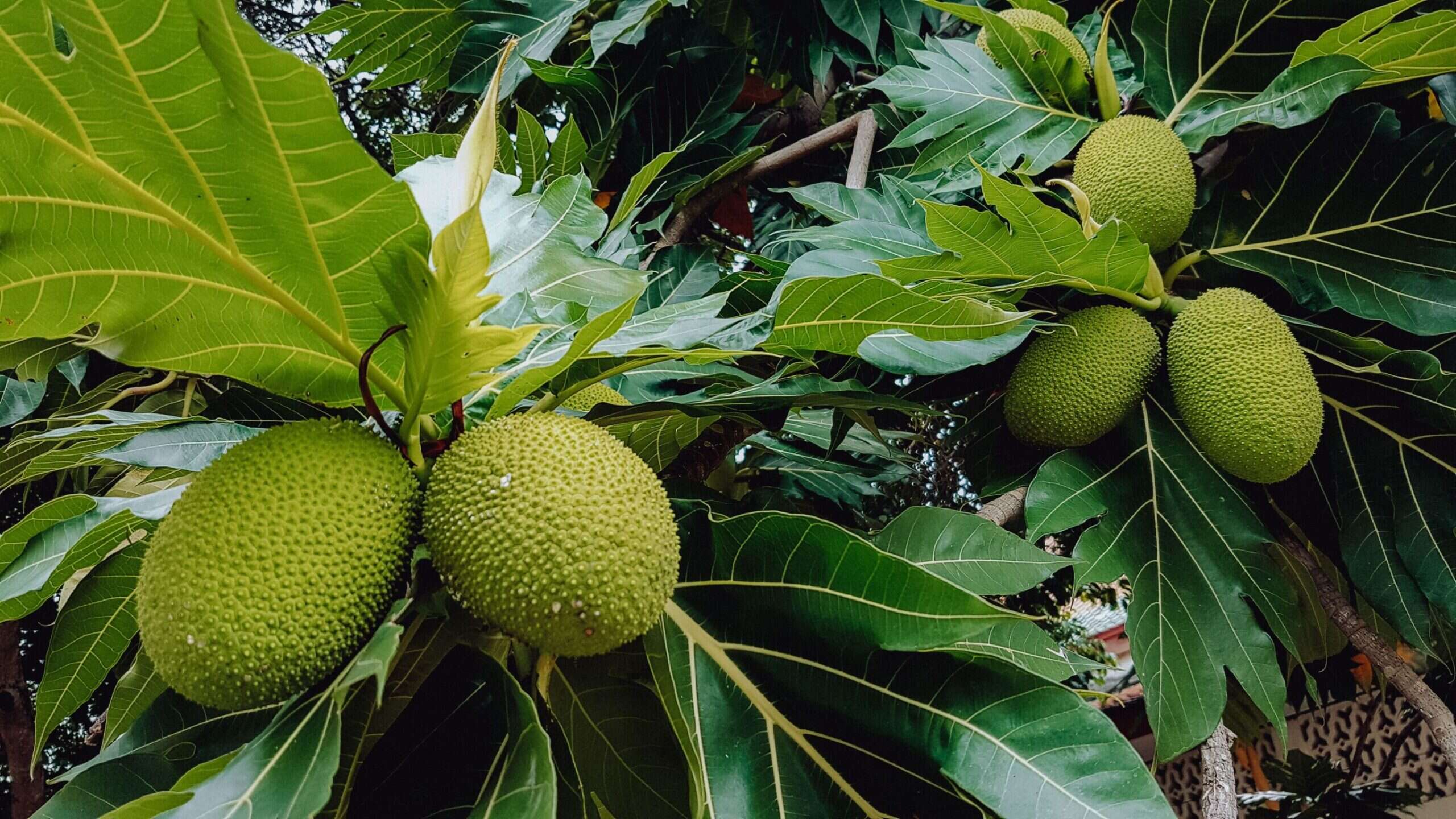 The breadfruit is a large round fruit that is only found in the tropics / Courtesy of Travel Belize