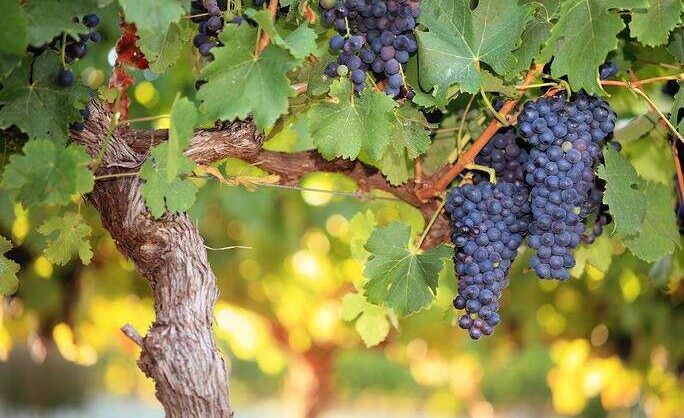 The Rush to Save Old Vines - Vimarsana News