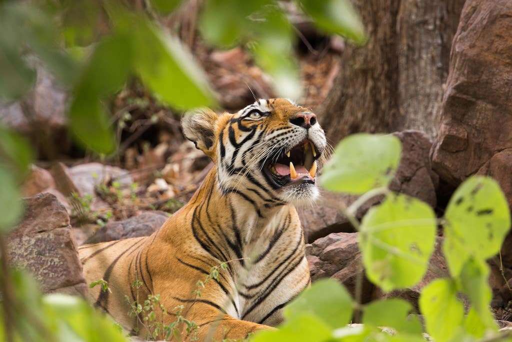 The bengal tiger