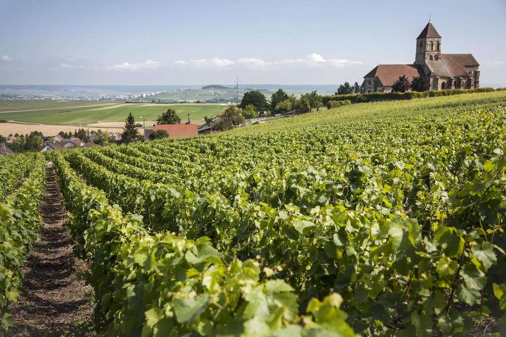 Bollinger's historic vineyard